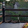Boo joined the competition — help win amazing prizes! cat, tabby_cat, deck, wooden_floor, lamp_post, hanging_jar, flowers, bouquet, outdoor, trees, greenery, house, nature, relaxing, pets, sunset, plants, fence, peaceful, evening