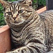 Boo joined the competition — help win amazing prizes! animal, cat, closeup, ears, eyes, feline, fur, greenery, home_garden, mammal, nature, outdoor, pet, plant, portrait, relaxing, resting, tabby_cat, whiskers, wooden_planter