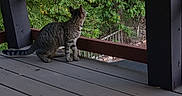 Boo is registered to the contest to win money with this photo: animal, architecture, backyard, building, cat, deck, house, housing, indoors, interiordesign, nature, outdoors, pet, plant, porch, pottedplant, tree, vegetation, wood, yard