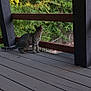 Boo is registered to the contest to win money with this photo: animal, architecture, backyard, building, cat, deck, house, housing, indoors, interiordesign, nature, outdoors, pet, plant, porch, pottedplant, tree, vegetation, wood, yard