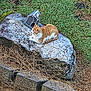 cat, ginger_cat, white_cat, rock, grass, outdoor, nature, birdhouse, animal, resting, sunlight, moss, dry_grass, greenery, pet, feline, wildlife, relaxing, daytime, scenic