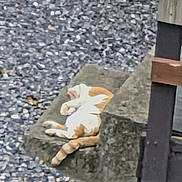 Rusty joined the competition — help win amazing prizes! animal, calm, cat, daylight, feline, gravel, nature, orange_cat, outdoor, paw, pet, quiet, relaxing, resting, slab, sleeping, still_life, stone, tail, white_cat