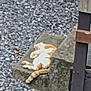 cat, orange_cat, white_cat, stone, slab, gravel, outdoor, resting, relaxing, animal, pet, feline, sleeping, nature, daylight, paw, tail, quiet, still_life, calm