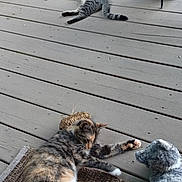 Tiger is registered to the contest to win money with this photo: cat, porch, wooden_floor, plant, potted_plant, greenery, outdoor, relaxing, animal, tabby_cat, calico_cat, toy, plush_toy, mat, feline, resting, nature, daylight, railing, wood