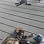 cat, porch, wooden_floor, plant, potted_plant, greenery, outdoor, relaxing, animal, tabby_cat, calico_cat, toy, plush_toy, mat, feline, resting, nature, daylight, railing, wood