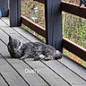 Dusty joined the competition — help win amazing prizes! animal, calm, cat, daylight, forest_background, gray_tabby, lounging, mason_jar, nature, outdoor, peaceful, pet, quiet, railing, relaxed, resting, sleeping, sunlight, wood_planks, wooden_porch