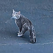 Dusty joined the competition — help win amazing prizes! alone, animal, cat, concrete, daylight, fur, gray, looking_back, mammal, one_animal, outdoor, pet, side_view, standing, street, striped, tabby, tail, walking, whiskers