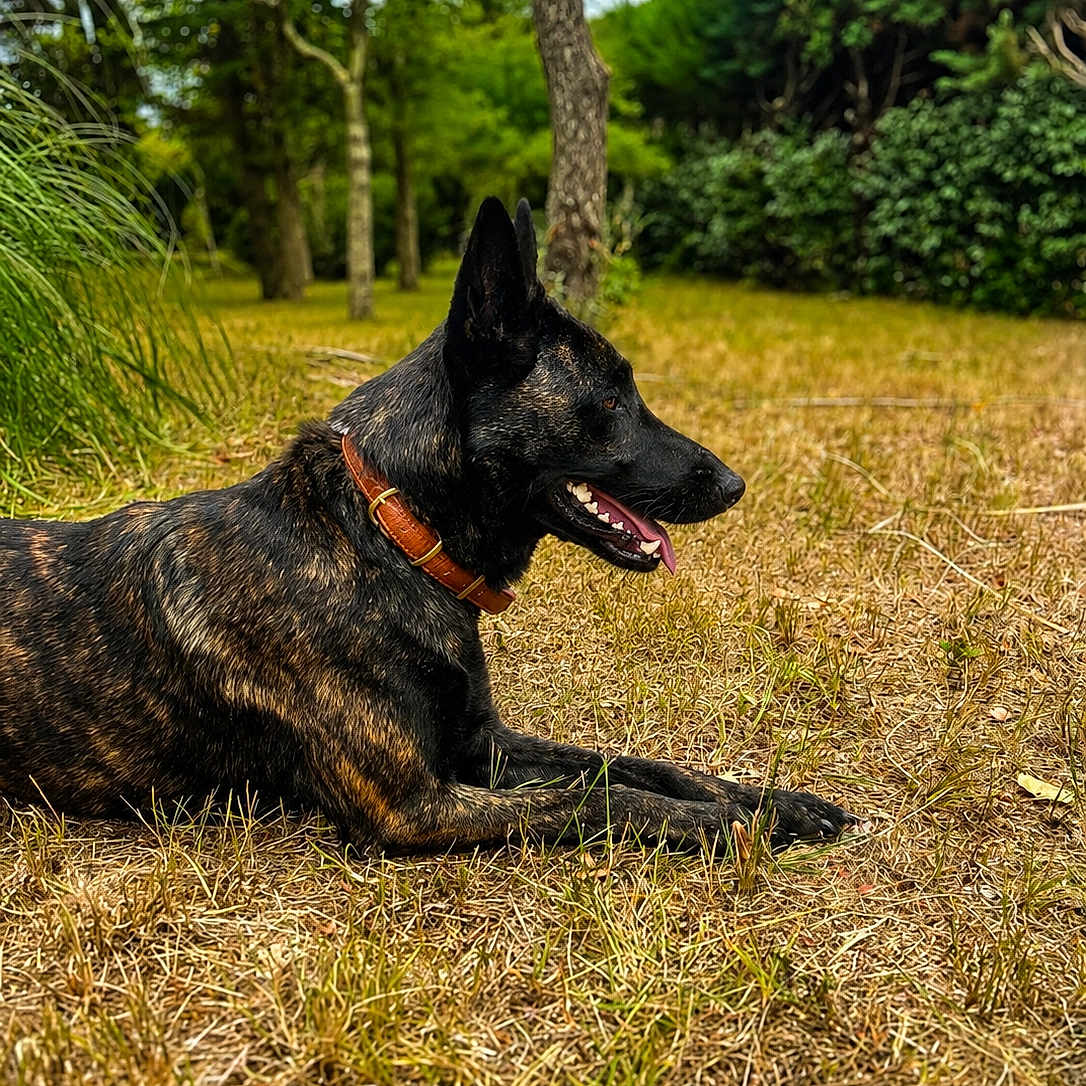 Taska