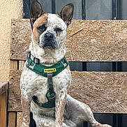Duke is registered to the contest to win money with this photo: dog, pet, animal, canine, sitting, bench, wood, harness, green_harness, fur, ears, brown, white, spotted, outdoor, window, texture, plywood, portrait, looking
