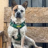 dog, pet, animal, canine, sitting, bench, wood, harness, green_harness, fur, ears, brown, white, spotted, outdoor, window, texture, plywood, portrait, looking