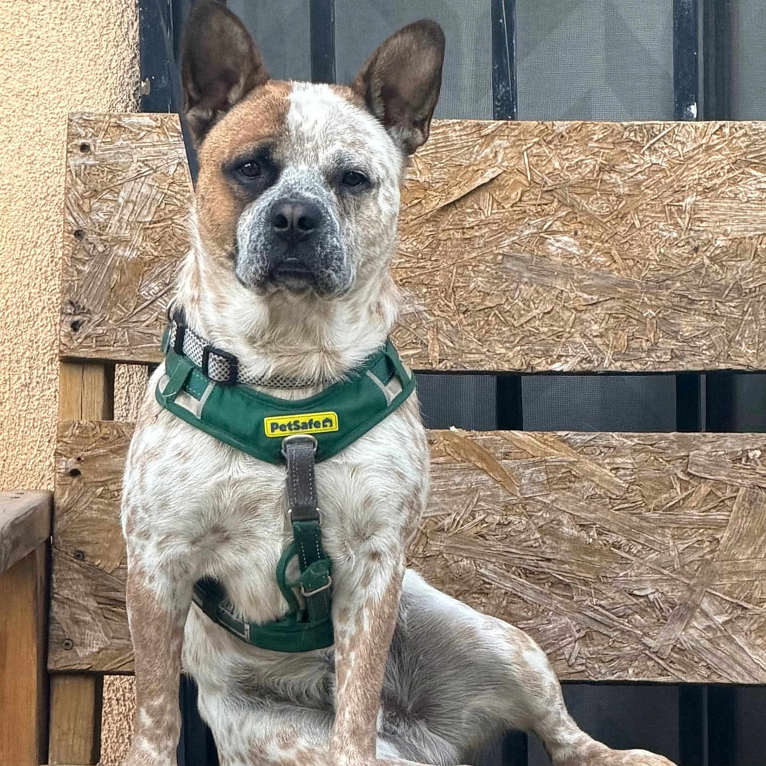 Duke