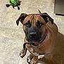 Renfield is registered to the contest to win money with this photo: animal, brown_dog, canine, collar, cute, dog, domestic_animal, ears, floor, green_ball, indoor, looking_up, paw_prints, paws, pet, sitting, snout, tile_floor, toy_ball, waiting