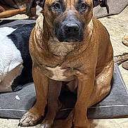 Renfield joined the competition — help win amazing prizes! animal, black_and_white_dog, blanket, brown_dog, canine, closeup, companion, dog, domestic, ears, floor, furniture, indoor, looking, mat, paws, pet, resting, sitting, snout