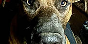 Renfield joined the competition — help win amazing prizes! animal, animal_portrait, brown_fur, canine, close_up, companion, dog, domestic, ears, expression, face, fur_texture, home, indoor, looking, muzzle, nose, pet, portrait, relaxed