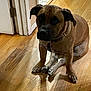 Renfield is registered to the contest to win money with this photo: animal, brown_dog, canine, collar, companion, dog, domestic, doorway, ears, flooring, fur, home_interior, house, indoor, looking_up, paws, pet, shadow, sitting, wooden_floor