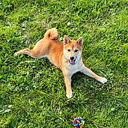 Thalys a rejoint le concours — aidez-le/la à gagner de superbes lots ! dog, puppy, shiba_inu, grass, outdoor, playful, tongue_out, pet, animal, nature, greenery, toy, colorful, cute, happy, summer, canine, fur, collar, lying_down