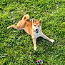 dog, puppy, shiba_inu, grass, outdoor, playful, tongue_out, pet, animal, nature, greenery, toy, colorful, cute, happy, summer, canine, fur, collar, lying_down