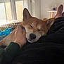 Thalys participe au concours pour gagner de l'argent avec cette photo : dog, shiba_inu, pet, sleeping, resting, hand, blanket, indoor, window, furniture, relaxation, cozy, calm, animal, companion, comfort, domestic, cute, snuggle, home