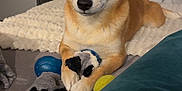 Thalys a rejoint le concours — aidez-le/la à gagner de superbes lots ! dog, shiba_inu, toy, plush_toy, bed, blanket, indoor, pet, animal, fur, ears, paws, face, looking, cute, domestic, resting, living_room, cozy, home