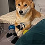 dog, shiba_inu, toy, plush_toy, bed, blanket, indoor, pet, animal, fur, ears, paws, face, looking, cute, domestic, resting, living_room, cozy, home