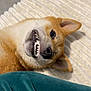 Thalys participe au concours pour gagner de l'argent avec cette photo : dog, pet, smile, teeth, lying_down, blanket, cozy, fur, ears, nose, mouth, indoor, closeup, cute, expression, animal, resting, whiskers, canine, teeth_showing