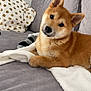 shiba_inu, puppy, dog, couch, blanket, indoor, pet, cute, fur, head_tilt, relaxed, cozy, home, animal, canine, living_room, soft, ears, snout, friendly