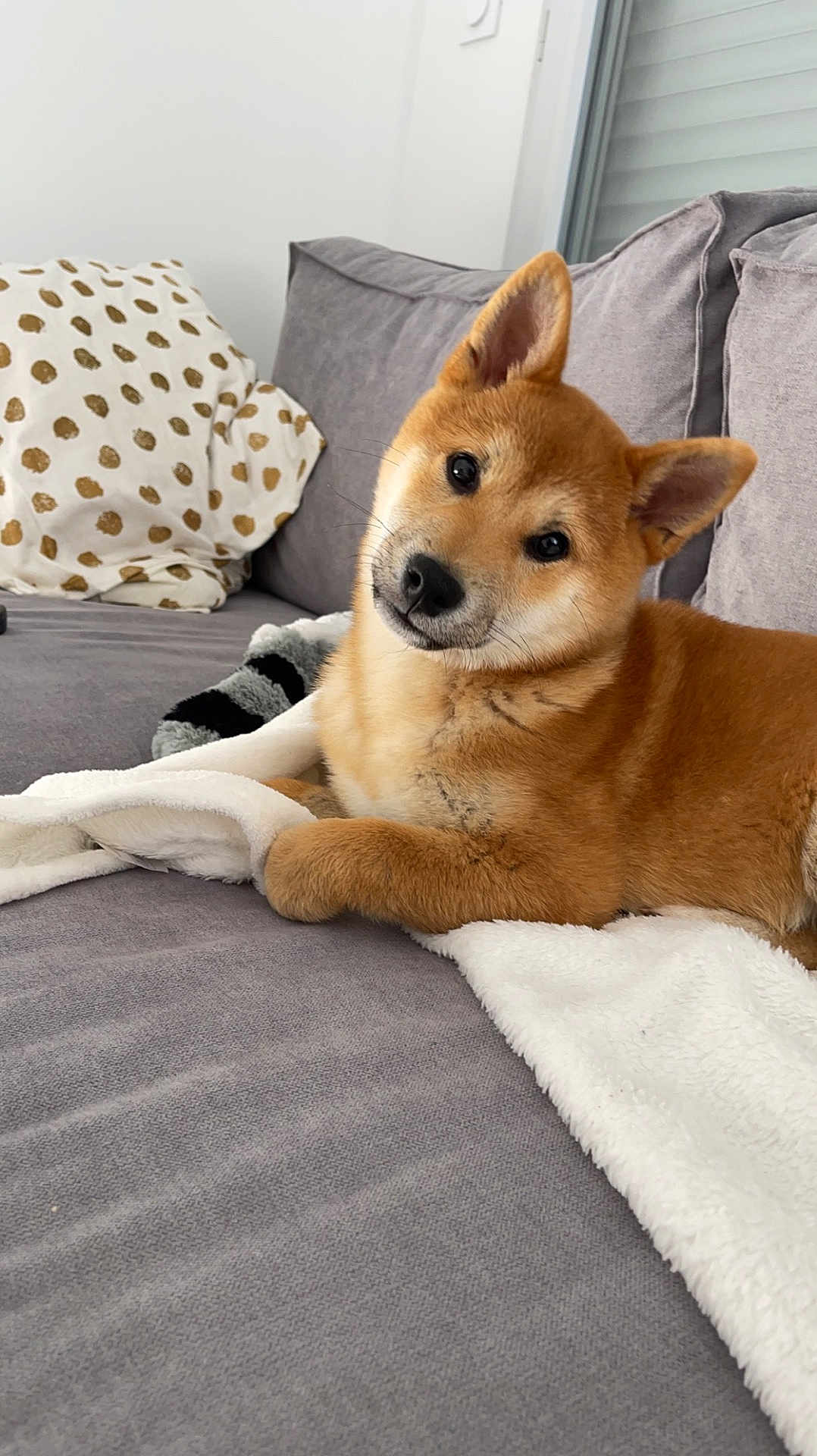 Thalys participe au concours pour gagner de l'argent avec cette photo : shiba_inu, puppy, dog, couch, blanket, indoor, pet, cute, fur, head_tilt, relaxed, cozy, home, animal, canine, living_room, soft, ears, snout, friendly
