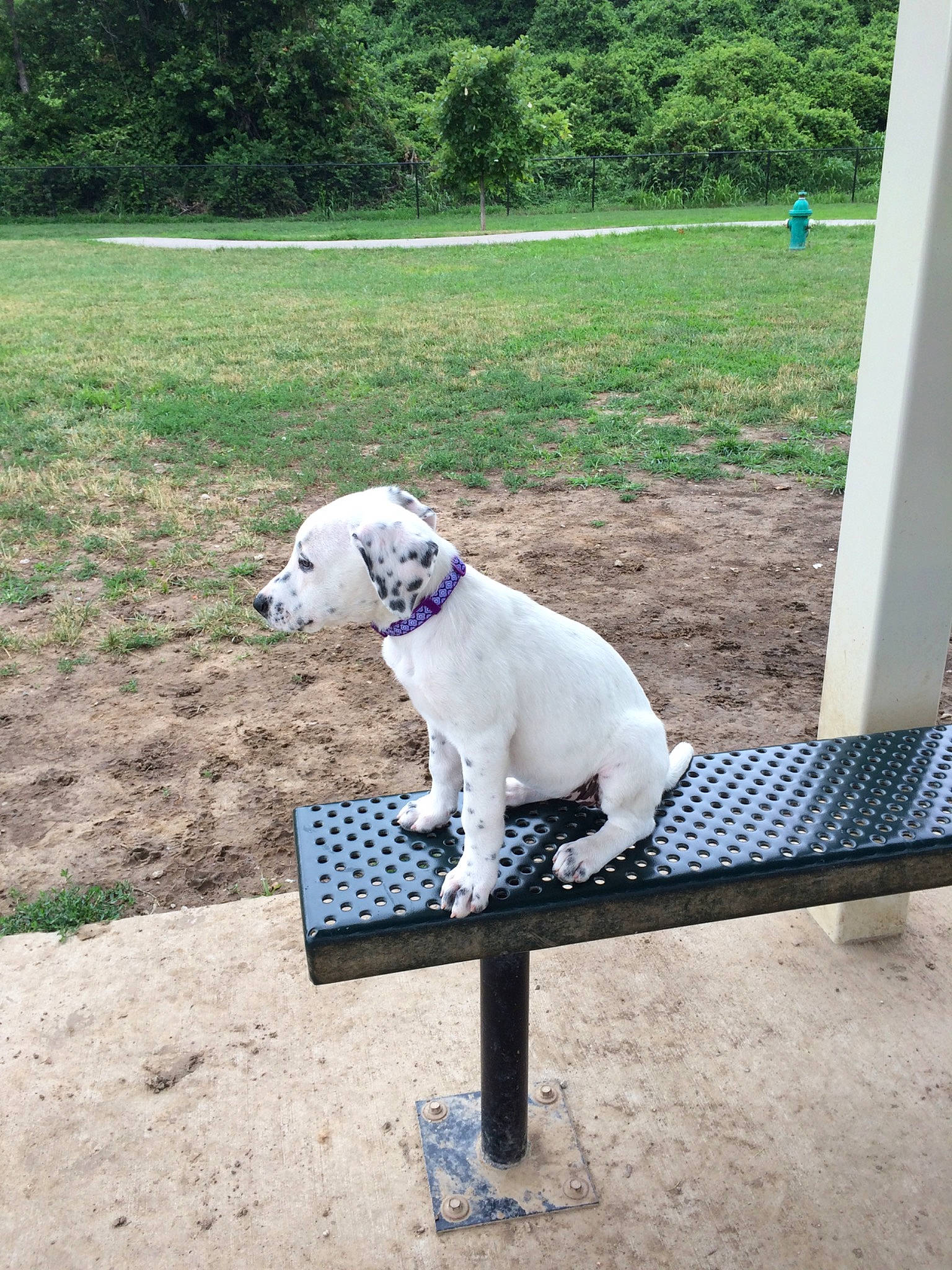 Mia is registered to the contest to win money with this photo: american_bulldog, canidae, carnivore, companion_dog, dog, dog_breed, dogo_guatemalteco, fence, labrador_retriever, mammal, non_sporting_group, puppy, sporting_group, table