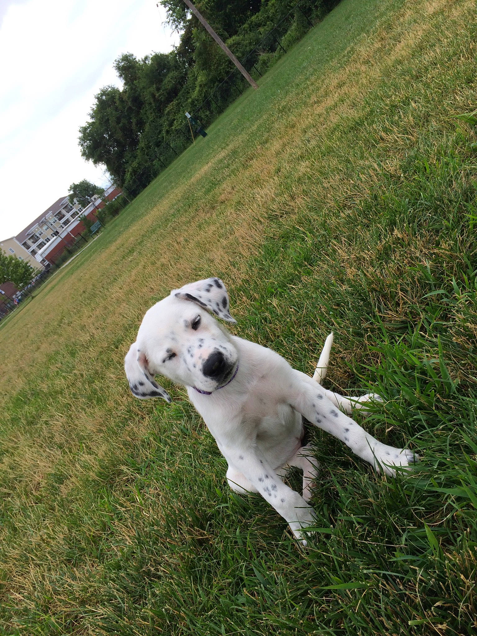 Mia is registered to the contest to win money with this photo: akbash_dog, canidae, carnivore, companion_dog, dog, dog_breed, dogo_guatemalteco, grass, mammal, retriever, sporting_group, vertebrate