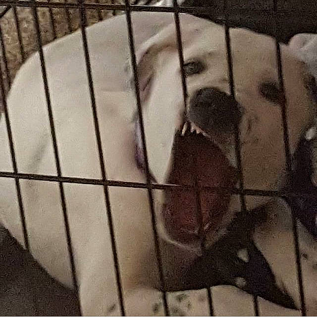 Mia joined the competition — help win amazing prizes! animal_shelter, black_and_white, cage, monochrome, monochrome_photography, tail, zoo