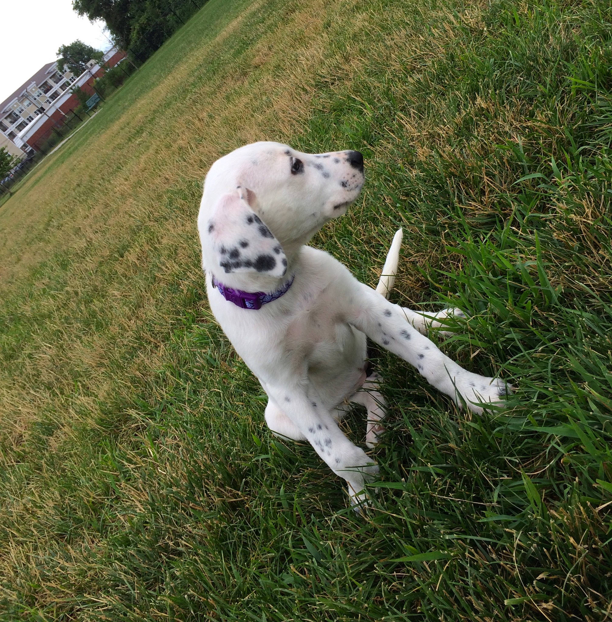 Mia is registered to the contest to win money with this photo: canidae, carnivore, companion_dog, dalmatian, dog, dog_breed, english_setter, grass, mammal, non_sporting_group, puppy, retriever, setter, sporting_group, tail, vertebrate