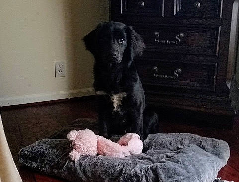 Link is registered to the contest to win money with this photo: blue_picardy_spaniel, canidae, carnivore, companion_dog, dog, dog_breed, english_cocker_spaniel, flat_coated_retriever, hovawart, mammal, puppy, spaniel, sporting_group, vertebrate