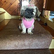 Princess joined the competition — help win amazing prizes! adorable, animal, carpet, cozy, cute, decor, dog, fluffy, fur, hair_accessories, home, indoor, pet, pink_sweater, plant, puppy, sitting, small_dog, stairs, wood_paneling