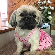 Princess joined the competition — help win amazing prizes! affenpinscher, animal, canine, dog, face, flower, flowerarrangement, head, indoors, interiordesign, jar, person, pet, plant, planter, pottedplant, pottery, puppy, vase, wood