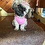 Princess is registered to the contest to win money with this photo: adorable, brown_carpet, carpet, companion, cute, decor, dog, domestic, flowers, fluffy, hair_clips, household_items, indoor, pet, pink_sweater, puppy, small_dog, stairs, tilted_head, wooden_wall