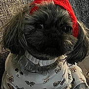 Sophia joined the competition — help win amazing prizes! animal_clothing, companion, couch, cozy, cute, dog, dog_prints, fluffy, fur, furry, indoor, knit_hat, pet, pom_pom, portrait, puppy, red_hat, sitting, small_dog, white_sweater