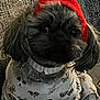 animal_clothing, companion, couch, cozy, cute, dog, dog_prints, fluffy, fur, furry, indoor, knit_hat, pet, pom_pom, portrait, puppy, red_hat, sitting, small_dog, white_sweater