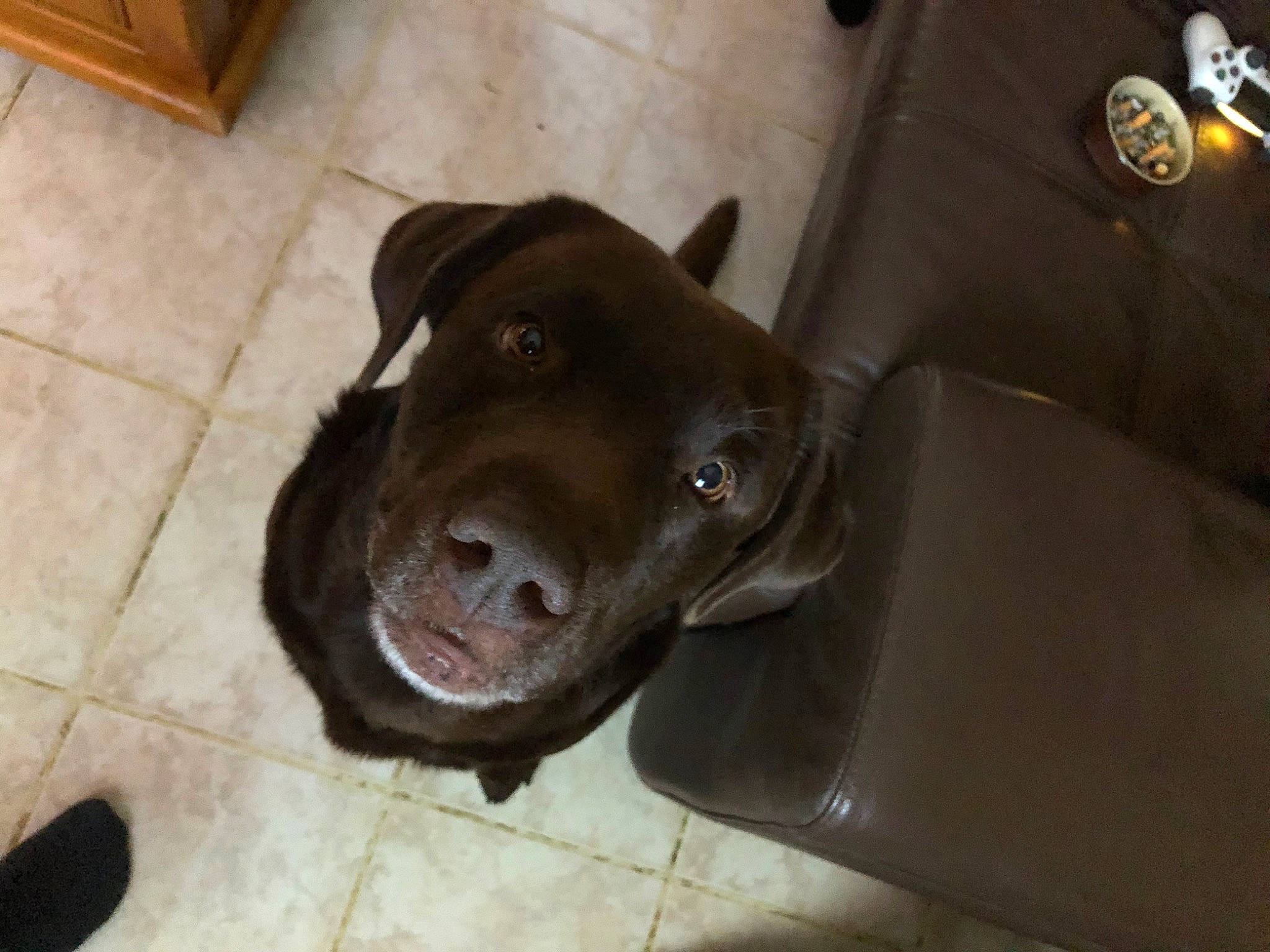 Jazz a rejoint le concours — aidez-le/la à gagner de superbes lots ! borador, canidae, carnivore, companion_dog, dog, dog_breed, fawn, flooring, fur, gun_dog, hardwood, liver, non_sporting_group, snout, sporting_group, whiskers, working_animal