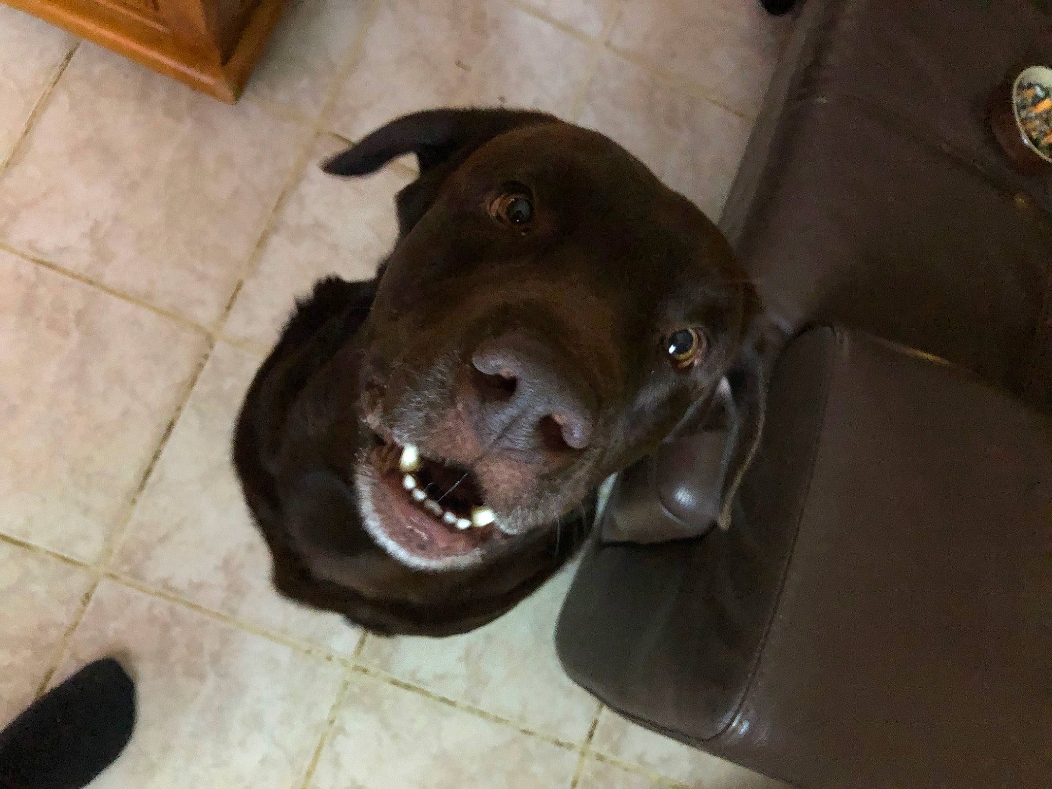 Jazz participe au concours pour gagner de l'argent avec cette photo : borador, canidae, carnivore, collar, companion_dog, dog, dog_breed, dog_collar, fawn, flooring, fur, hardwood, liver, non_sporting_group, sporting_group, whiskers, working_animal