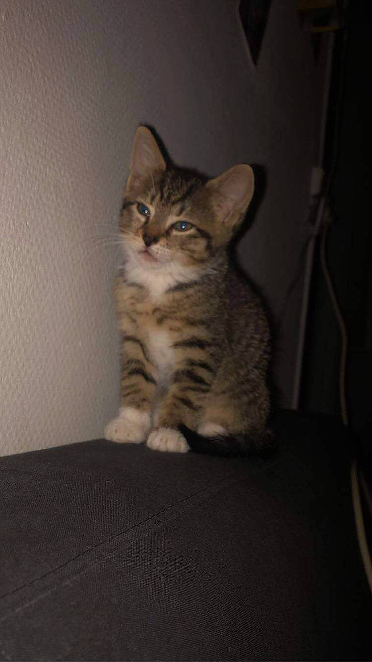 éclaire participe au concours pour gagner de l'argent avec cette photo : carnivore, cat, comfort, darkness, domestic_short_haired_cat, door, fawn, felidae, flooring, fur, head, iris, paw, small_to_medium_sized_cats, snout, tail, terrestrial_animal, whiskers, wildlife, wood