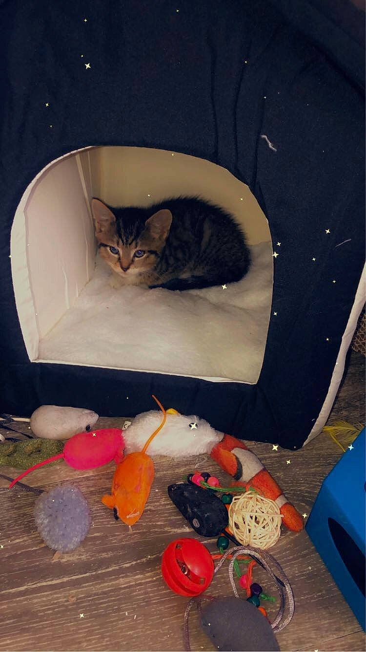 éclaire participe au concours pour gagner de l'argent avec cette photo : blue, box, carmine, carnivore, cat, cat_supply, domestic_short_haired_cat, felidae, fur, orange, plastic, pumpkin, room, small_to_medium_sized_cats, tail, toy, vegetable, whiskers, winter_squash, wood