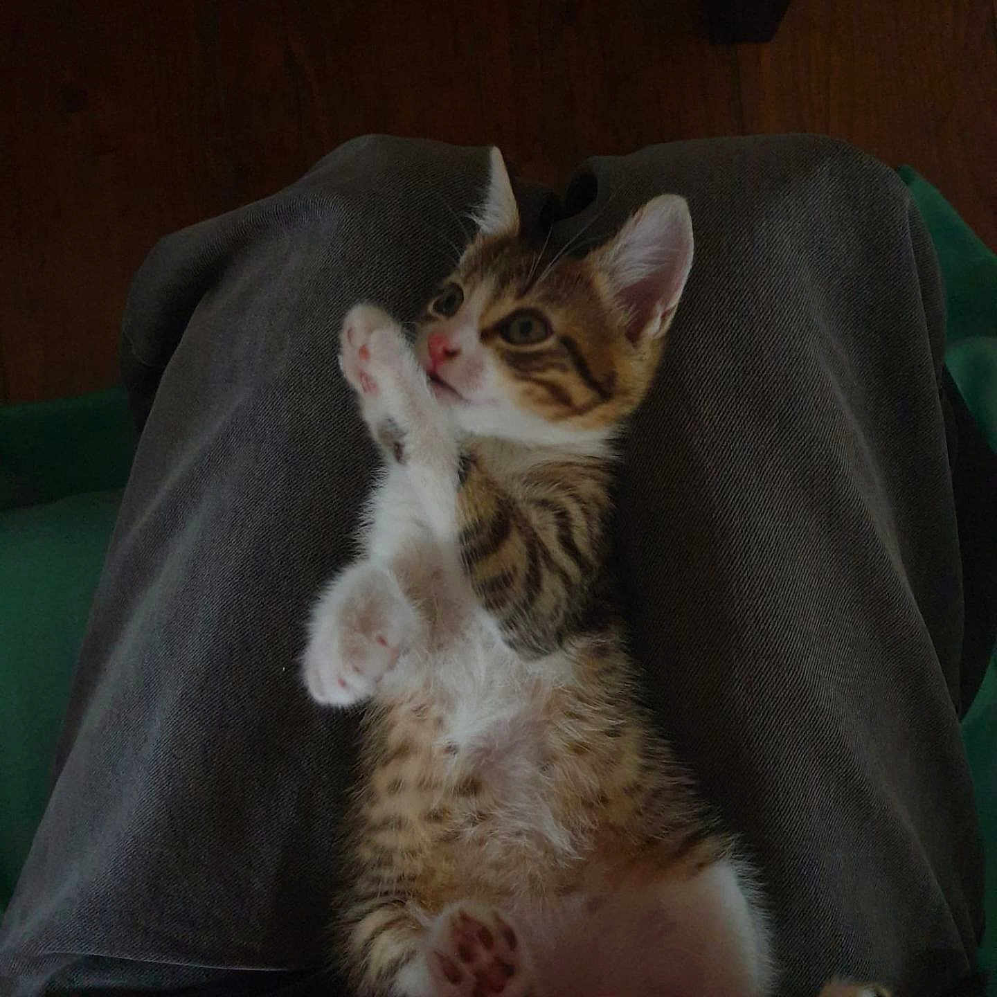 Farfalle participe au concours pour gagner de l'argent avec cette photo : kitten, cat, tabby, pet, animal, cute, paws, fur, lap, indoor, relaxing, small, young, whiskers, ears, pink, claws, person, legs, casual