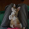 Farfalle a rejoint le concours — aidez-le/la à gagner de superbes lots ! kitten, cat, tabby, pet, animal, lap, paws, playful, cute, feline, fur, indoor, relaxed, person, clothing, pink_shirt, gray_pants, wooden_floor, small, young