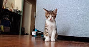 Farfalle a rejoint le concours — aidez-le/la à gagner de superbes lots ! kitten, cat, indoor, wooden_floor, couch, furniture, pet, animal, young_cat, curious, household, room, domestic, floor, small, sitting, cute, looking, tabby, whiskers