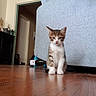 kitten, cat, indoor, wooden_floor, couch, furniture, pet, animal, young_cat, curious, household, room, domestic, floor, small, sitting, cute, looking, tabby, whiskers