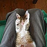 Farfalle a rejoint le concours — aidez-le/la à gagner de superbes lots ! kitten, cat, animal, pet, sleeping, relaxed, paws, fur, tabby, white, person, clothing, pants, pink_shirt, lap, indoor, wood_floor, cozy, cute, small