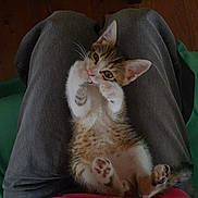 Farfalle participe au concours pour gagner de l'argent avec cette photo : kitten, cat, pet, animal, lap, clothing, pants, pink_shirt, wooden_floor, cute, furry, small, playful, indoor, relaxed, paws, whiskers, ears, fur, resting