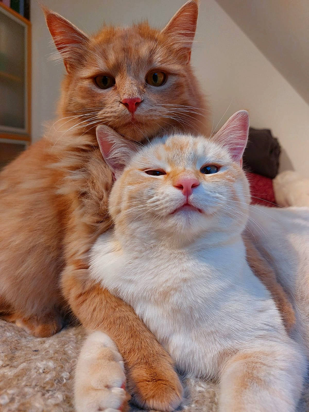 Rox Et Roucky participe au concours pour gagner de l'argent avec cette photo : box, carnivore, cat, claw, comfort, domestic_short_haired_cat, fawn, felidae, fur, gesture, home_appliance, paw, photo_caption, small_to_medium_sized_cats, snout, tail, television, terrestrial_animal, whiskers, window