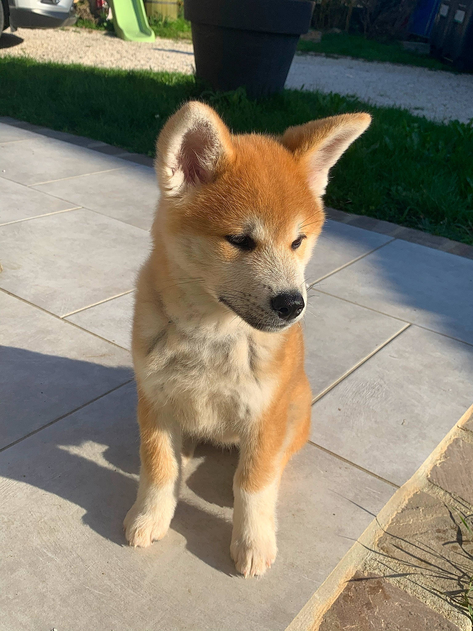 Hana a rejoint le concours — aidez-le/la à gagner de superbes lots ! akita, akita_inu, ancient_dog_breeds, canaan_dog, canidae, carnivore, companion_dog, dog, dog_breed, fawn, hokkaido, korean_jindo_dog, mammal, non_sporting_group, norwegian_buhund, rare_breed_dog, shiba_inu, shikoku, snout, vertebrate