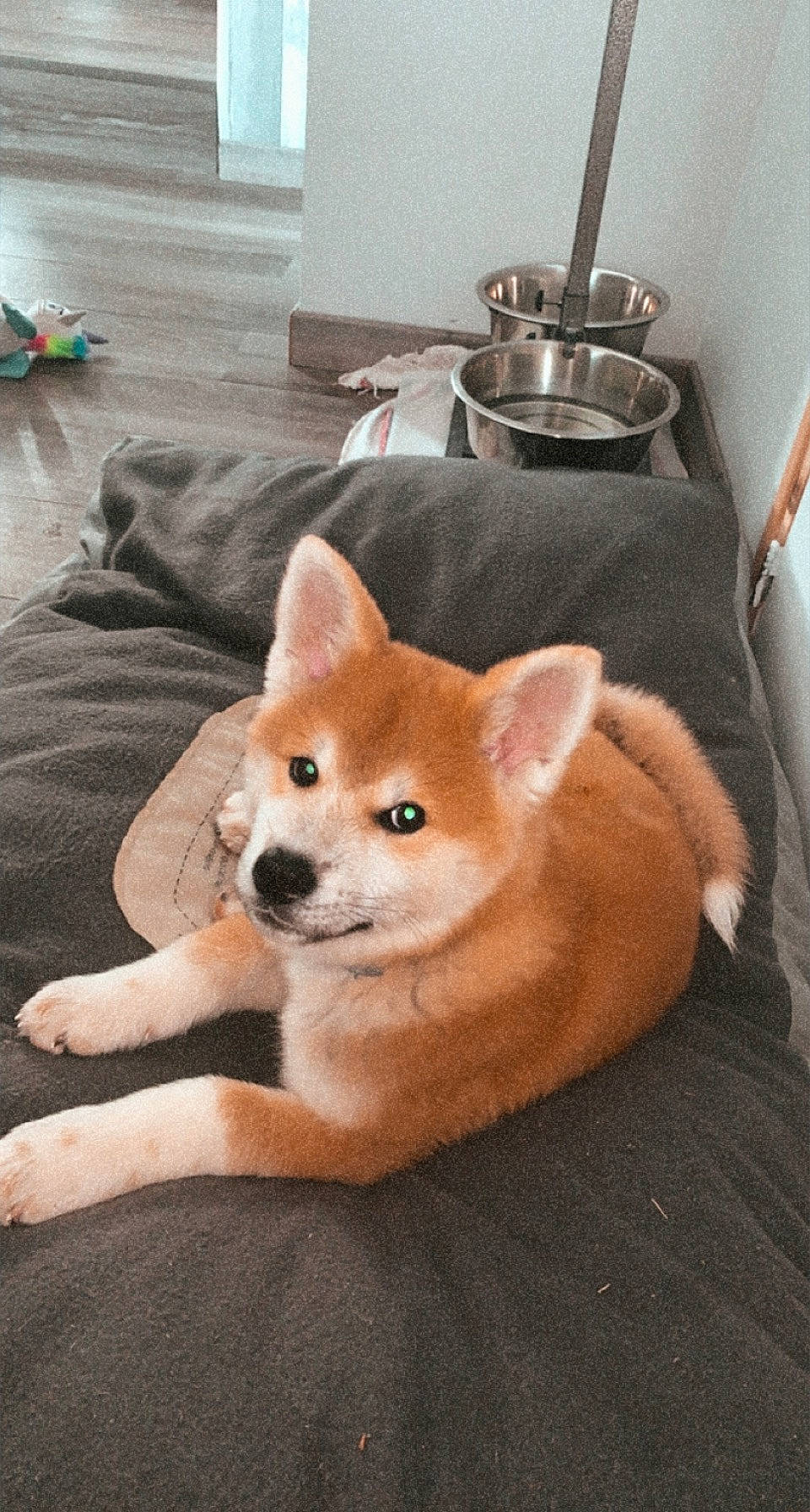 Hana a rejoint le concours — aidez-le/la à gagner de superbes lots ! akita, akita_inu, ancient_dog_breeds, canaan_dog, canidae, carnivore, companion_dog, dog, dog_breed, finnish_spitz, icelandic_sheepdog, korean_jindo_dog, mammal, non_sporting_group, norwegian_buhund, pembroke_welsh_corgi, shiba_inu, shikoku, spitz, vertebrate